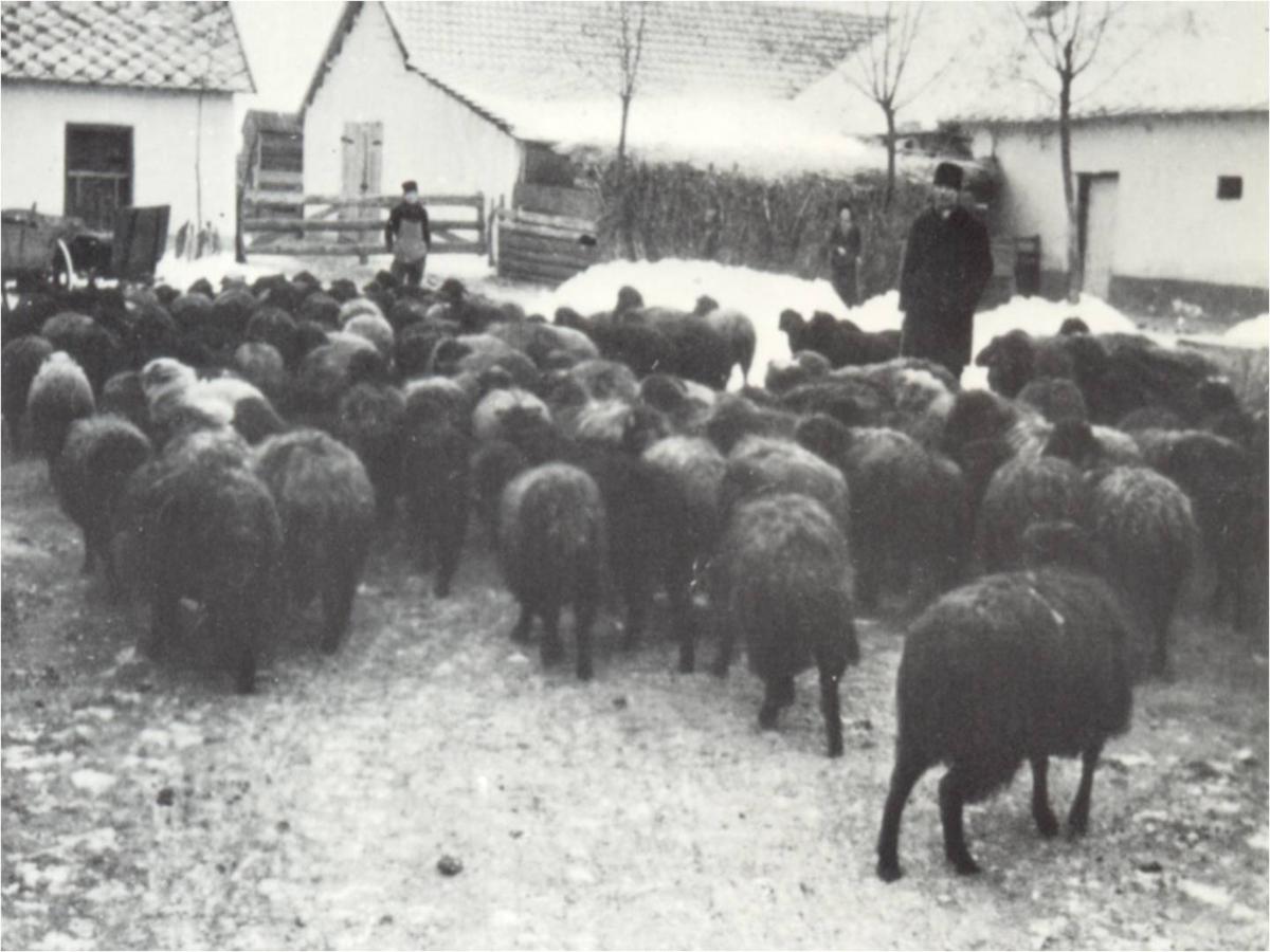 Criação de ovelhas. Foto: Ted Becker, The Krasna Project.